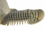 Colorful Crotalocephalina Trilobite with Enrolled Reedops #311503-3